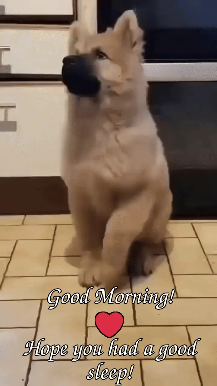 goodmorningdog.webp.gif